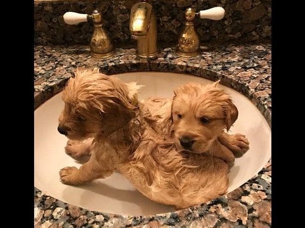 Dark Mahogany Red Golden Retriever Puppies breeder image 9
