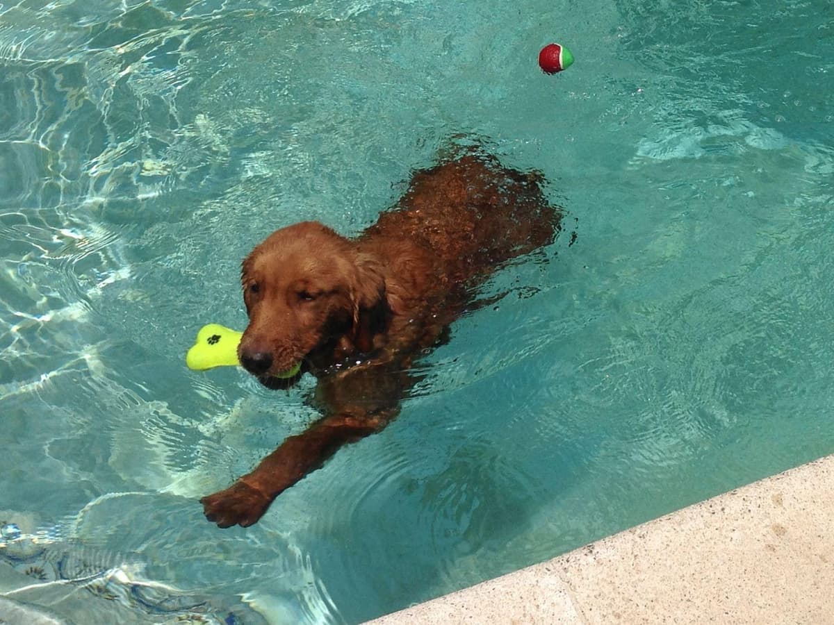 Dark Mahogany Red Golden Retriever Puppies breeder image 20