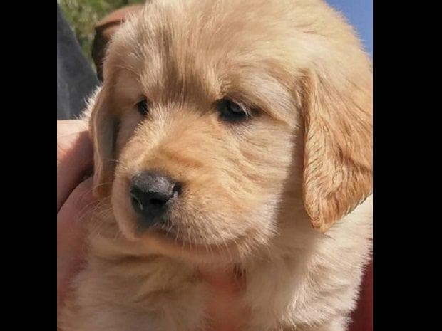 Dark Mahogany Red Golden Retriever Puppies breeder image 8
