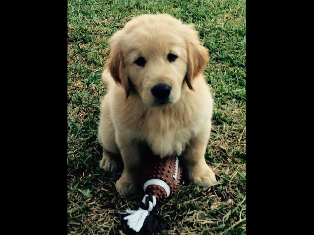 Dark Mahogany Red Golden Retriever Puppies breeder image 17