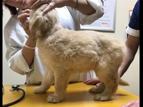 Dark Mahogany Red Golden Retriever Puppies breeder image 15