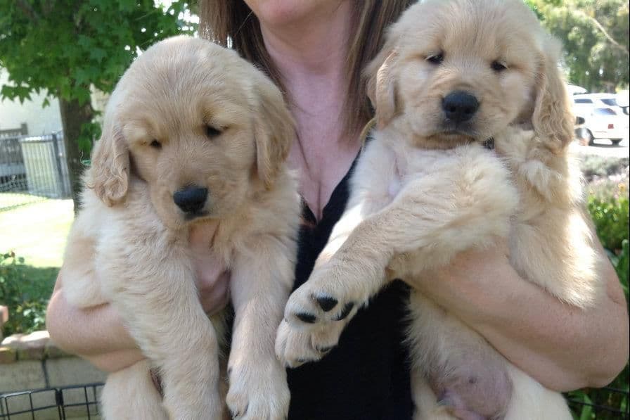 Dark Mahogany Red Golden Retriever Puppies breeder image 12