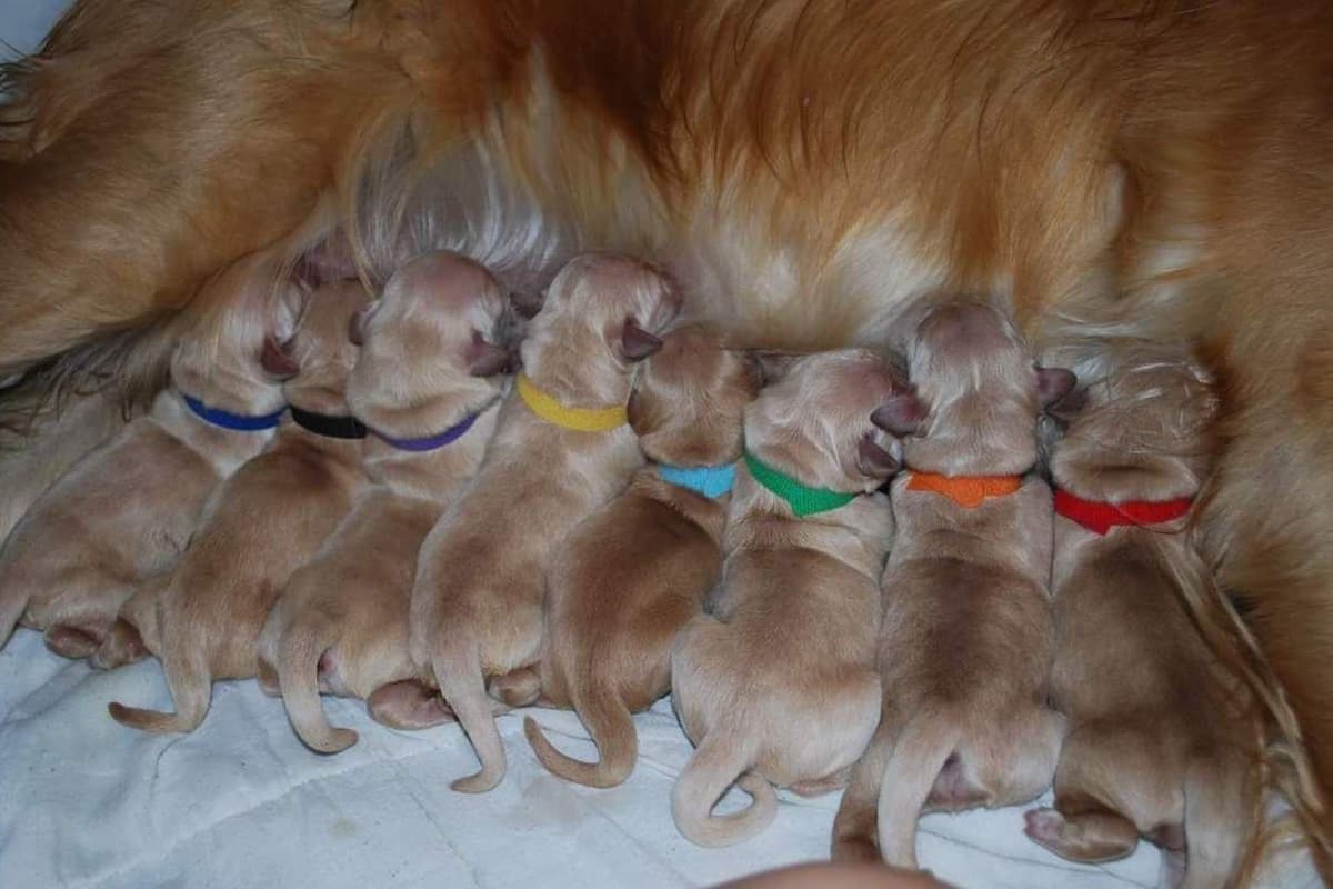 Dark Mahogany Red Golden Retriever Puppies breeder image 22