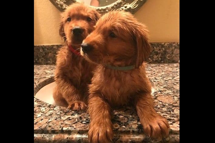 Dark Mahogany Red Golden Retriever Puppies breeder image 10