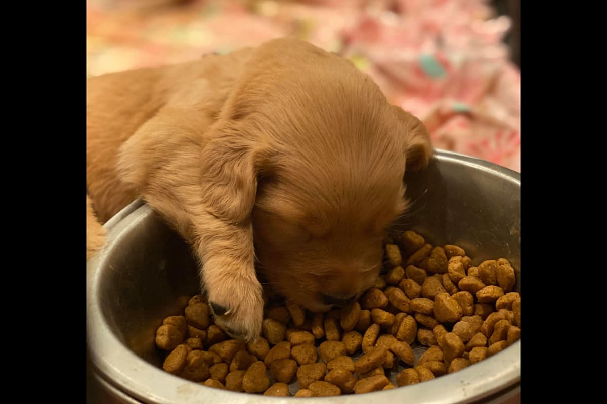 Dark Mahogany Red Golden Retriever Puppies breeder image 7