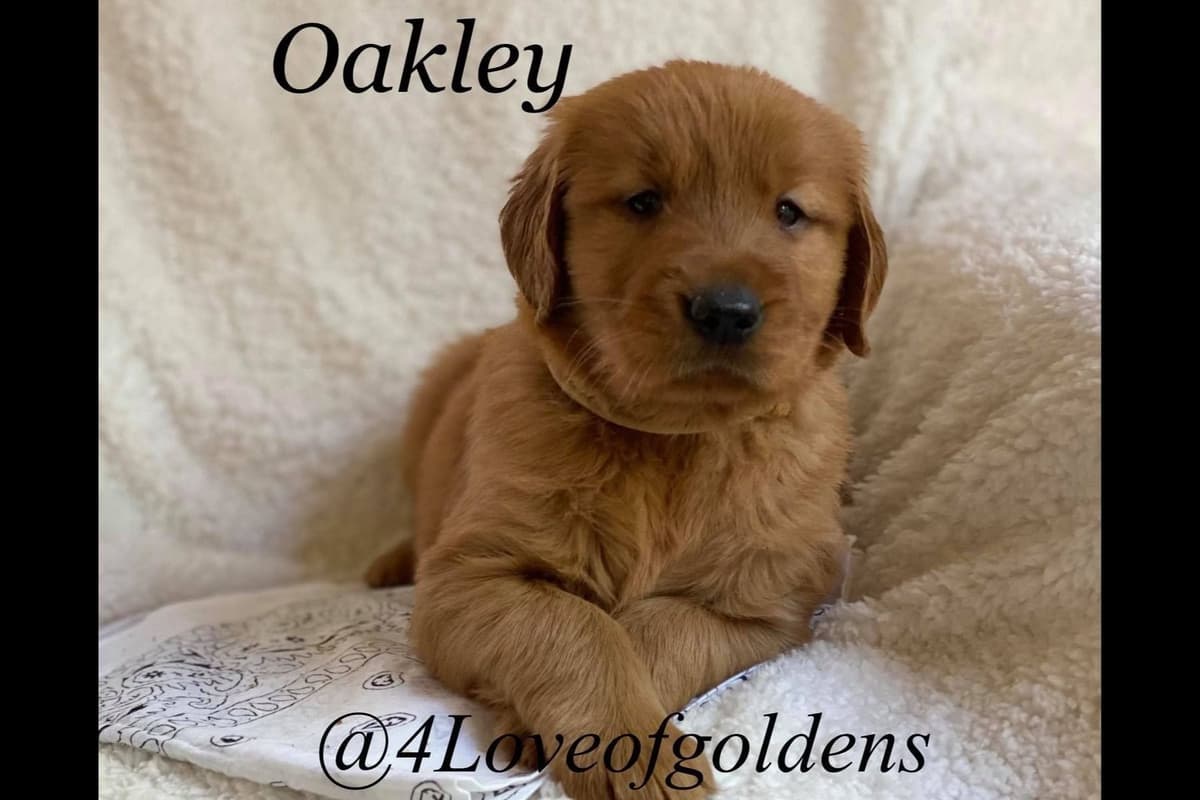 Dark Mahogany Red Golden Retriever Puppies breeder image 19