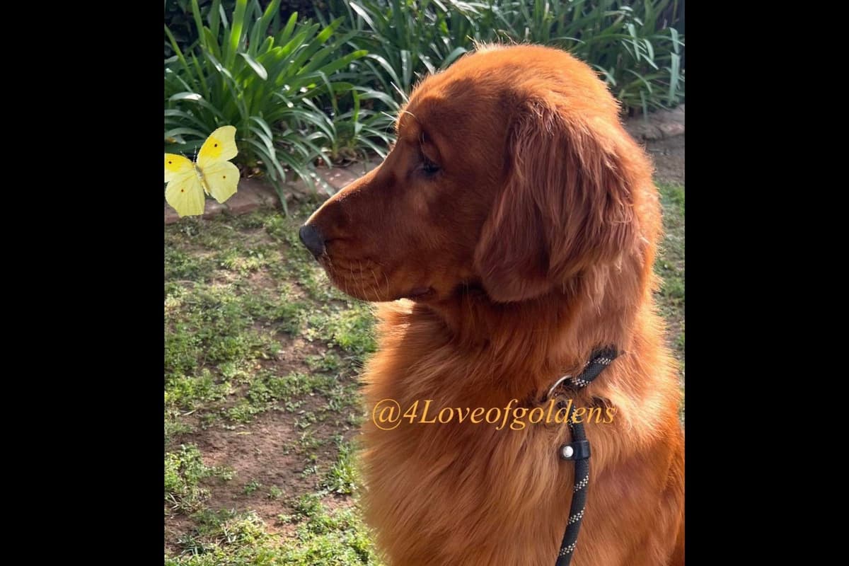 Dark Mahogany Red Golden Retriever Puppies breeder image 4