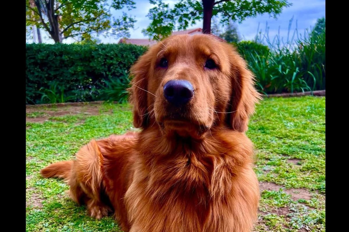 Dark Mahogany Red Golden Retriever Puppies breeder image 14