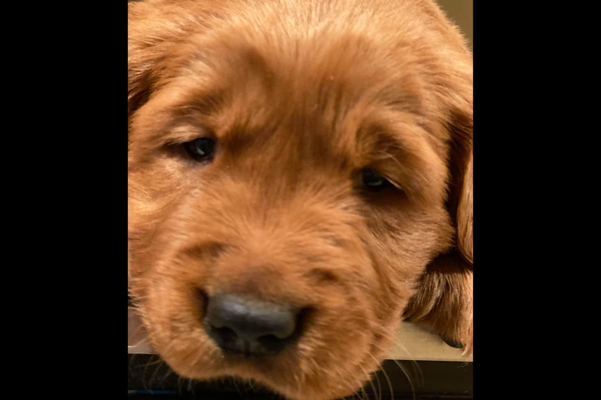 Dark Mahogany Red Golden Retriever Puppies breeder image 11