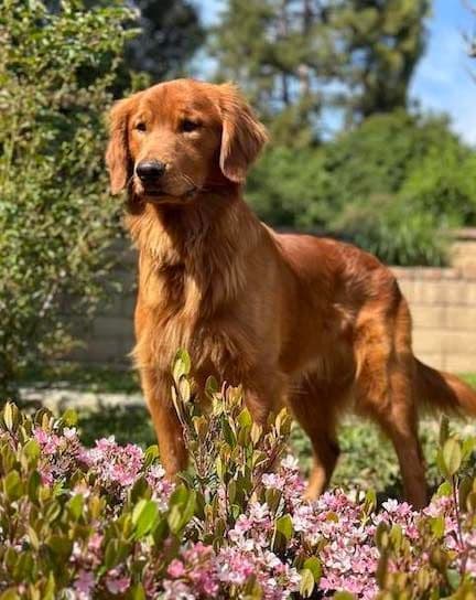 Dark Mahogany Red Golden Retriever Puppies breeder image 6