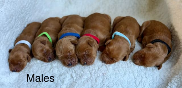 Dark Mahogany Red Golden Retriever Puppies media 4