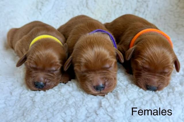 Dark Mahogany Red Golden Retriever Puppies media 5