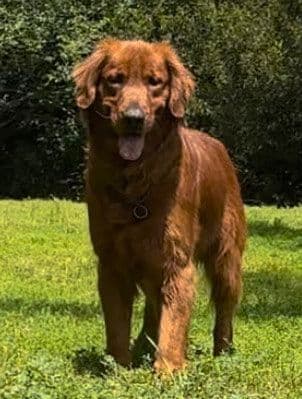 Dark Mahogany Red Golden Retriever Puppies media 6