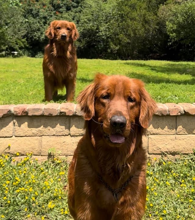 Dark Mahogany Red Golden Retriever Puppies media 7