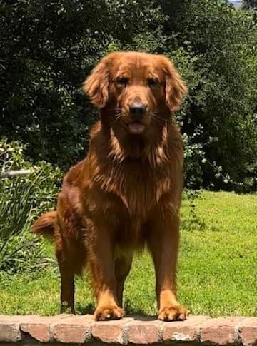 Dark Mahogany Red Golden Retriever Puppies media 8