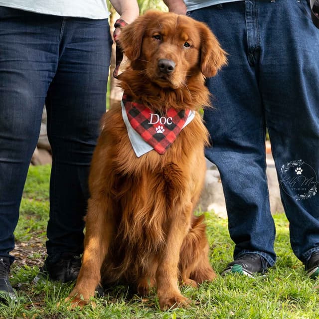 Dark Mahogany Red Golden Retriever Puppies media 9