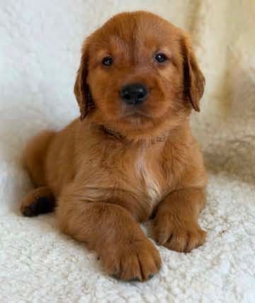 Dark Mahogany Red Golden Retriever Puppies media 2