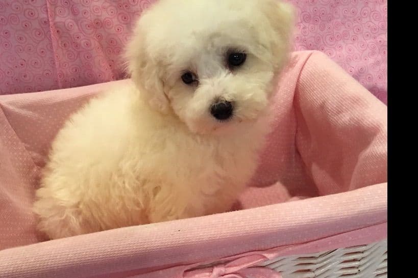 Bichon Frise Puppies breeder image 2