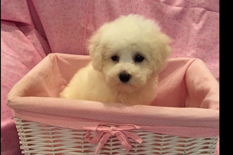 Bichon Frise Puppies breeder image 3