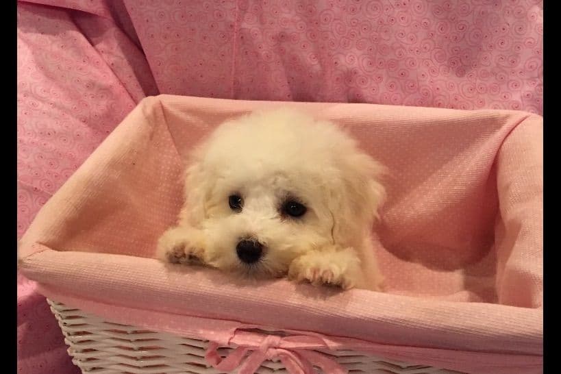 Bichon Frise Puppies breeder image 4