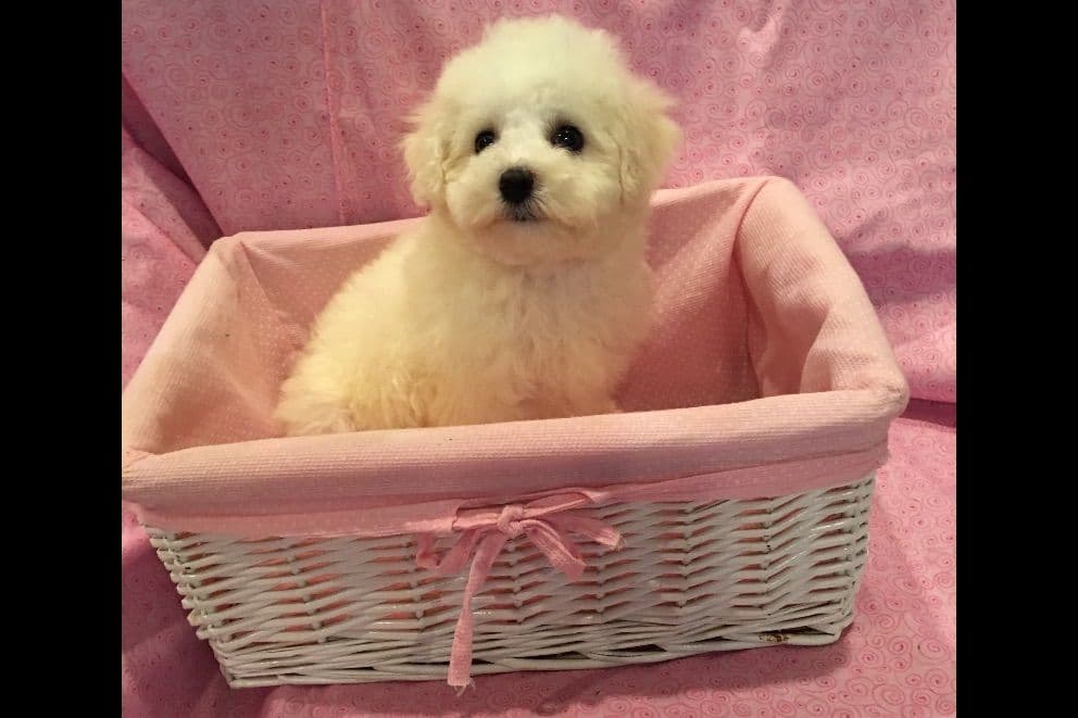 Bichon Frise Puppies breeder image 5