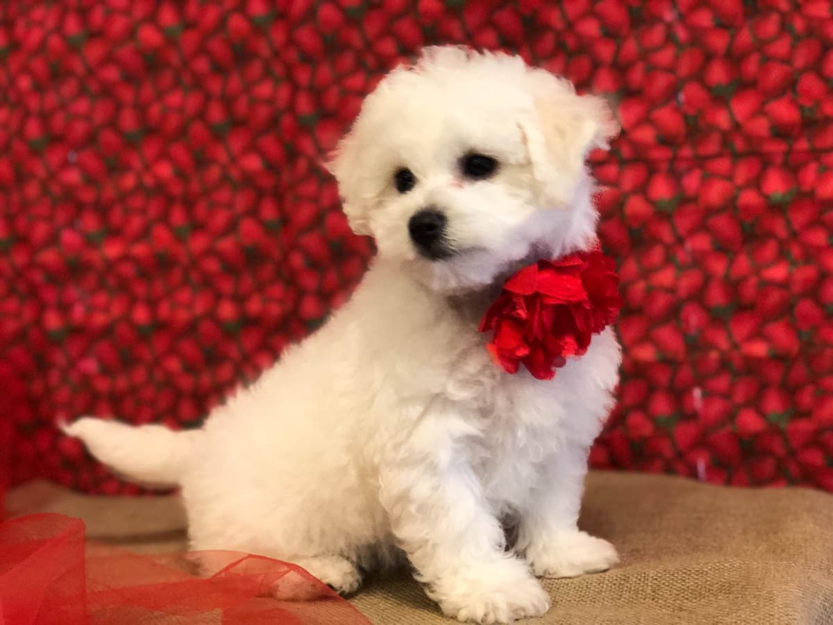 Bichon Frise Puppies breeder image 1