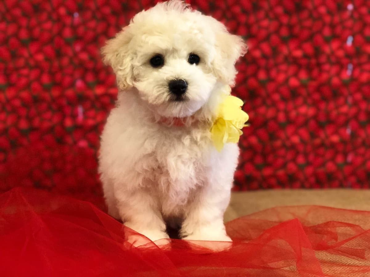 Bichon Frise Puppies breeder image 7