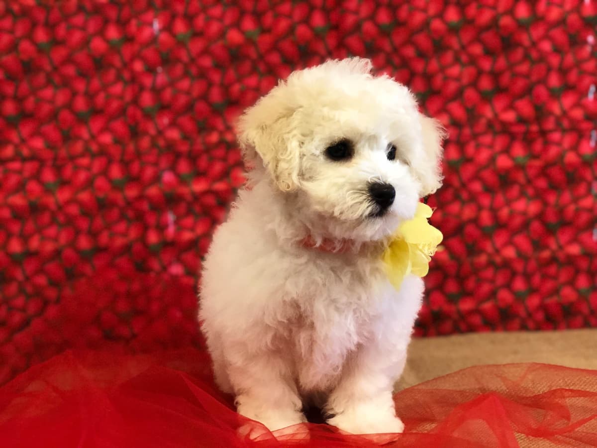 Bichon Frise Puppies breeder image 8