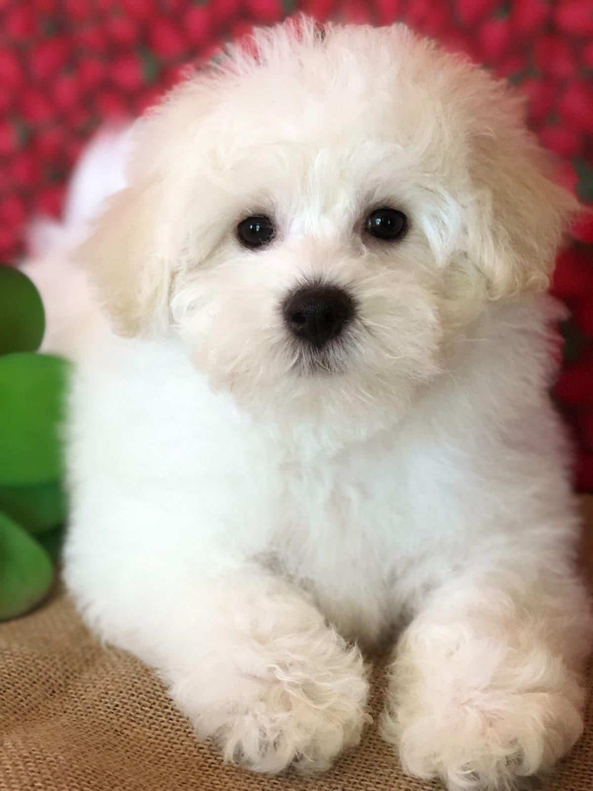 Bichon Frise Puppies breeder image 11