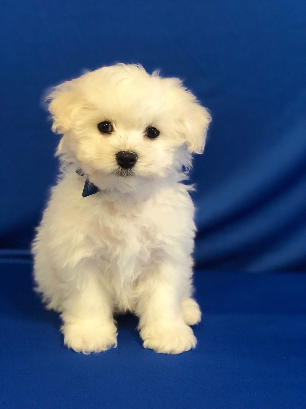 Bichon Frise Puppies breeder image 10