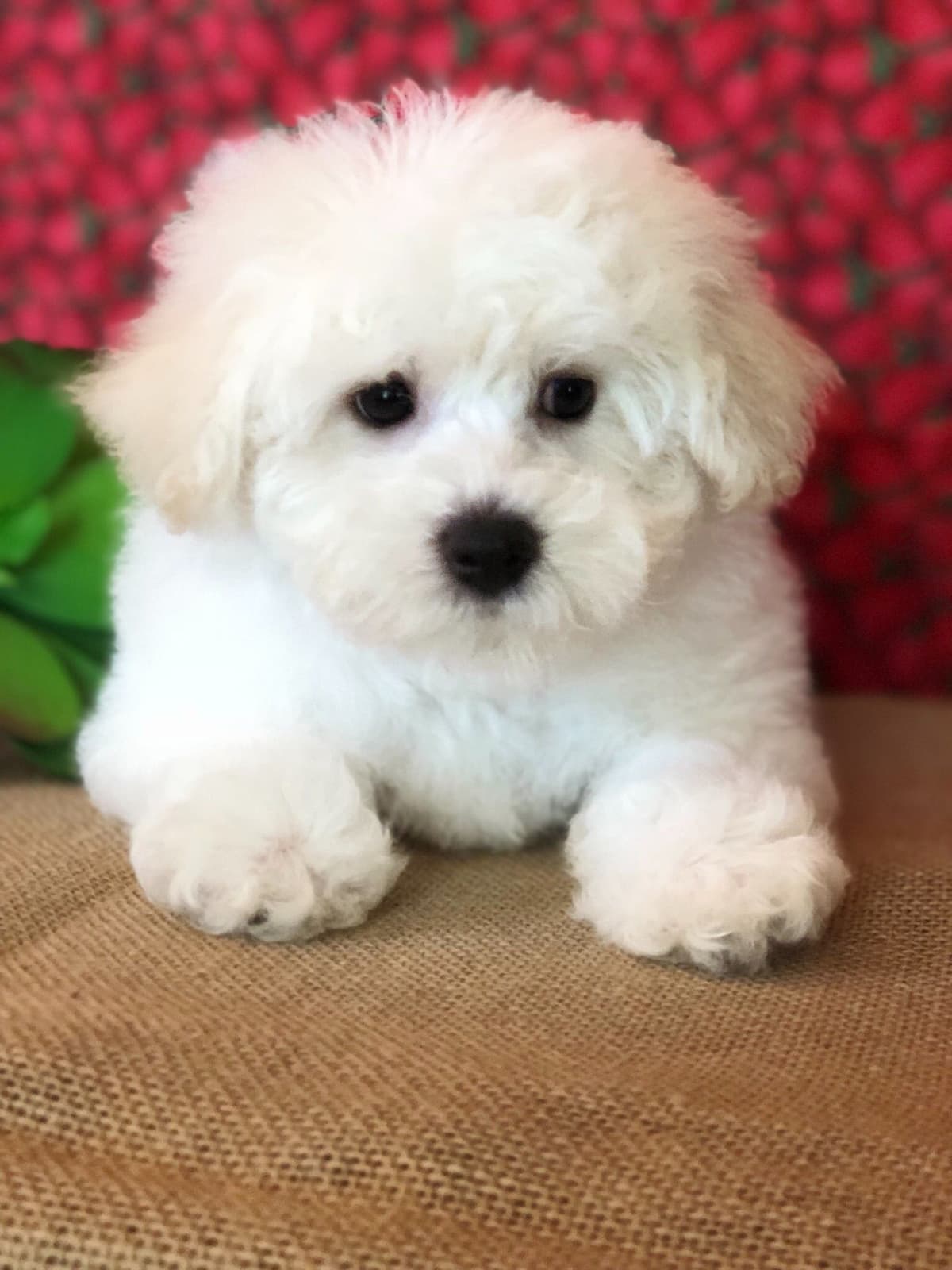 Bichon Frise Puppies breeder image 12