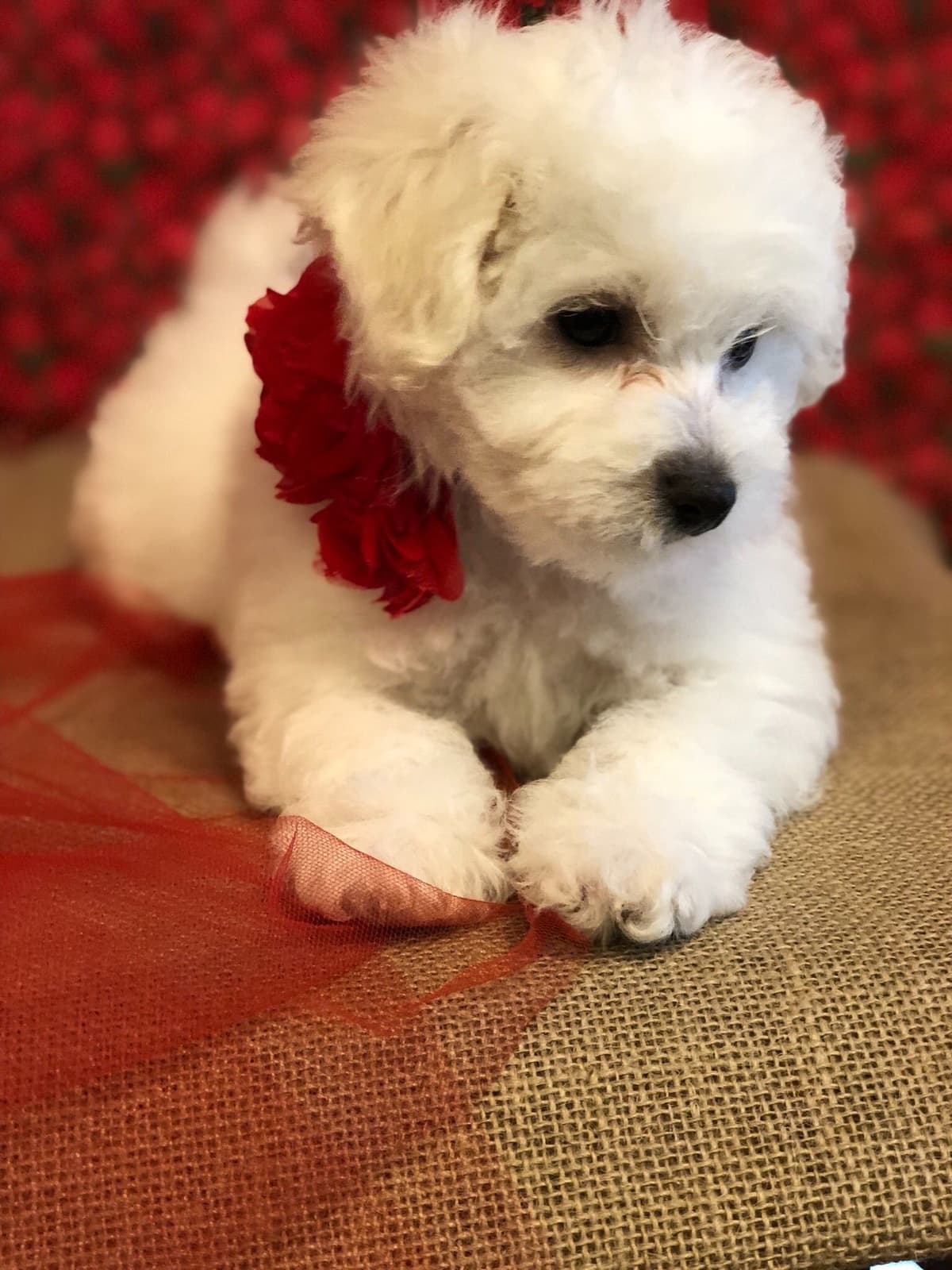 Bichon Frise Puppies breeder image 14