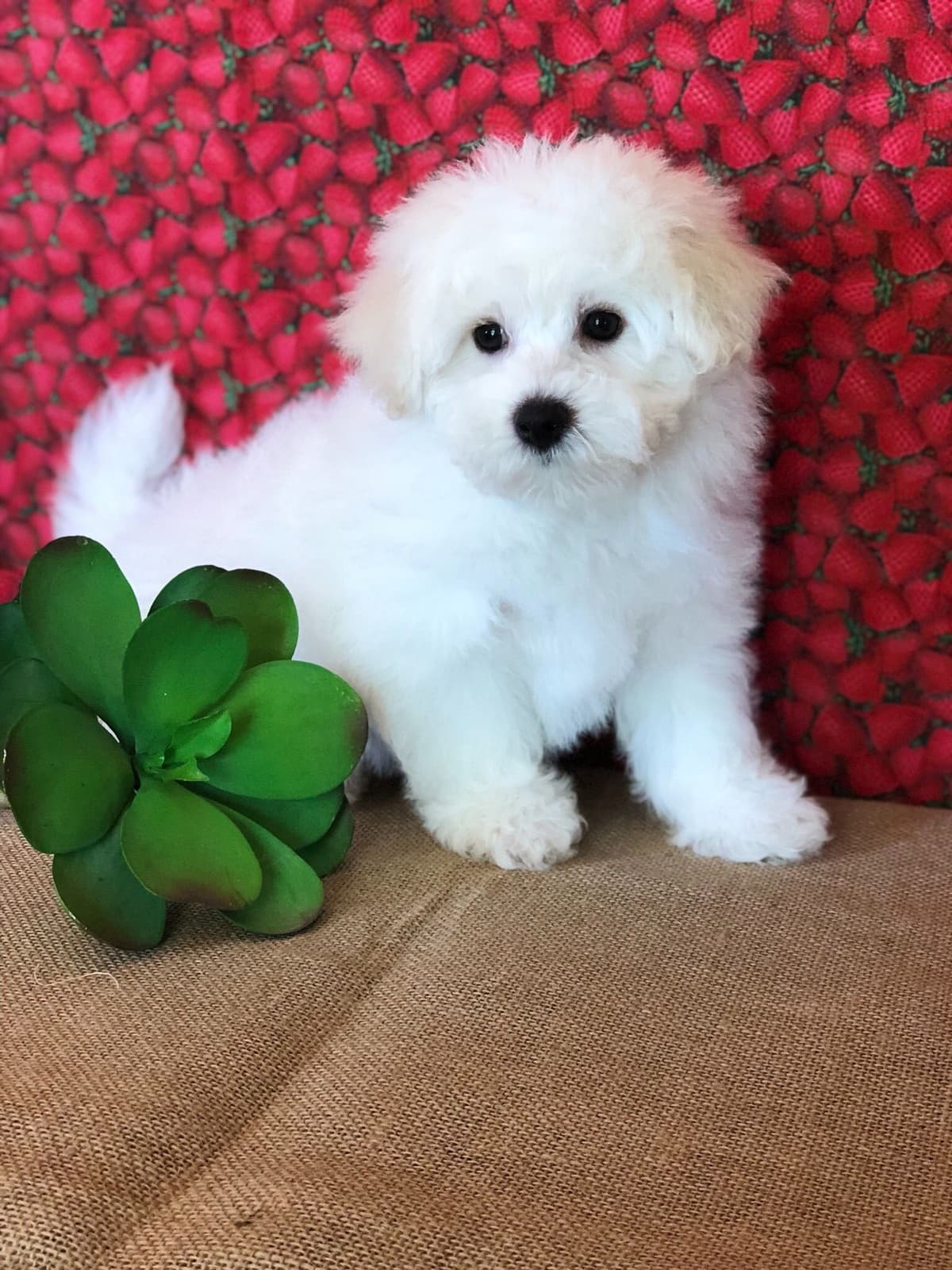 Bichon Frise Puppies breeder image 15