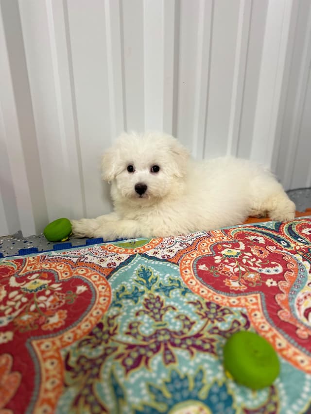 Bichon Frise Puppies media 2