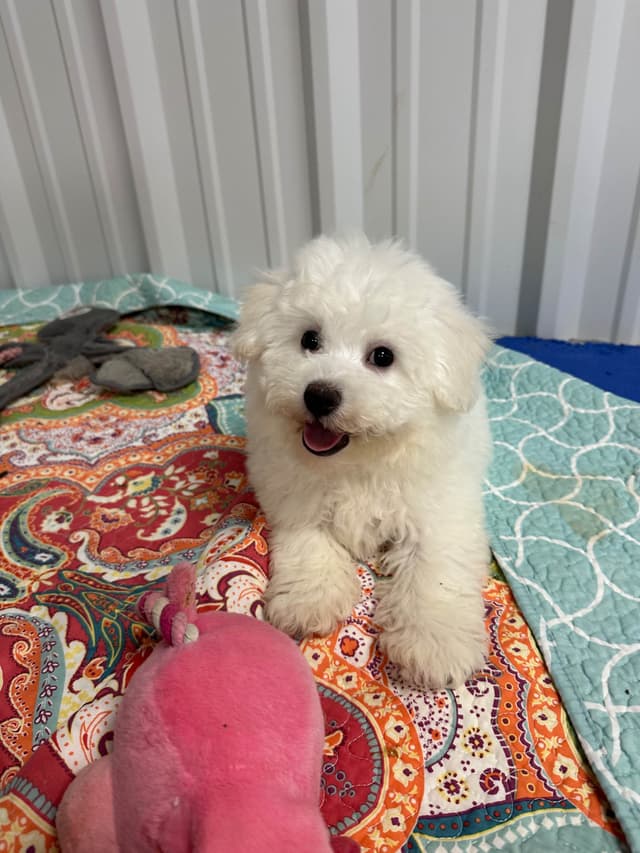 Bichon Frise Puppies media 3