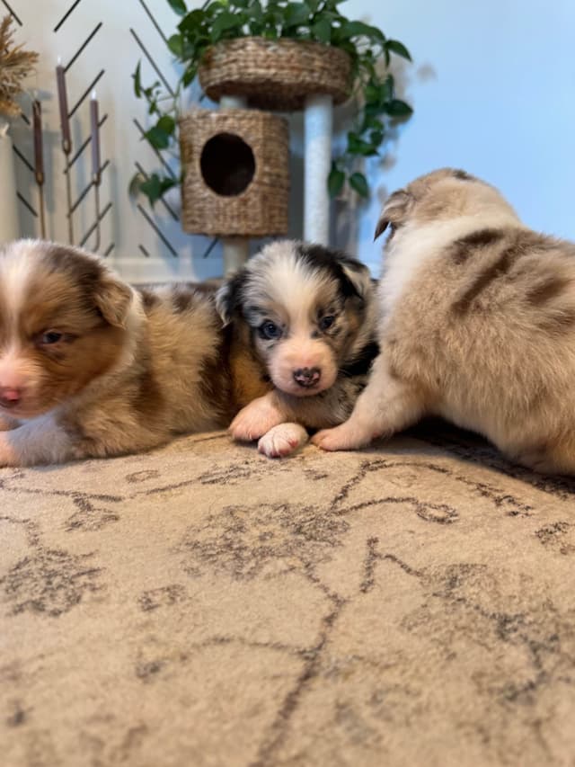 Australian Shepherd Puppies media 2