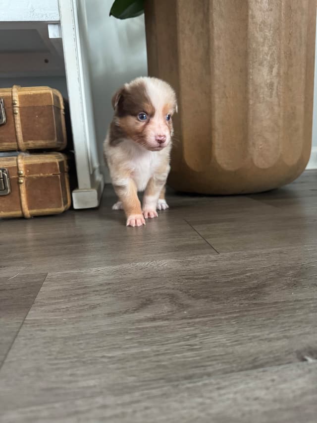 Australian Shepherd Puppies media 3