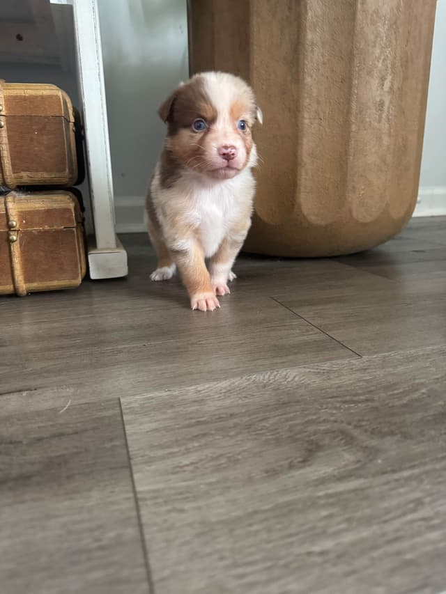 Australian Shepherd Puppies media 5
