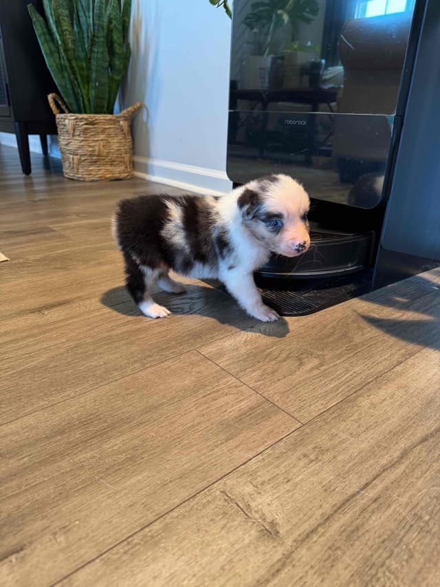Australian Shepherd Puppies media 7