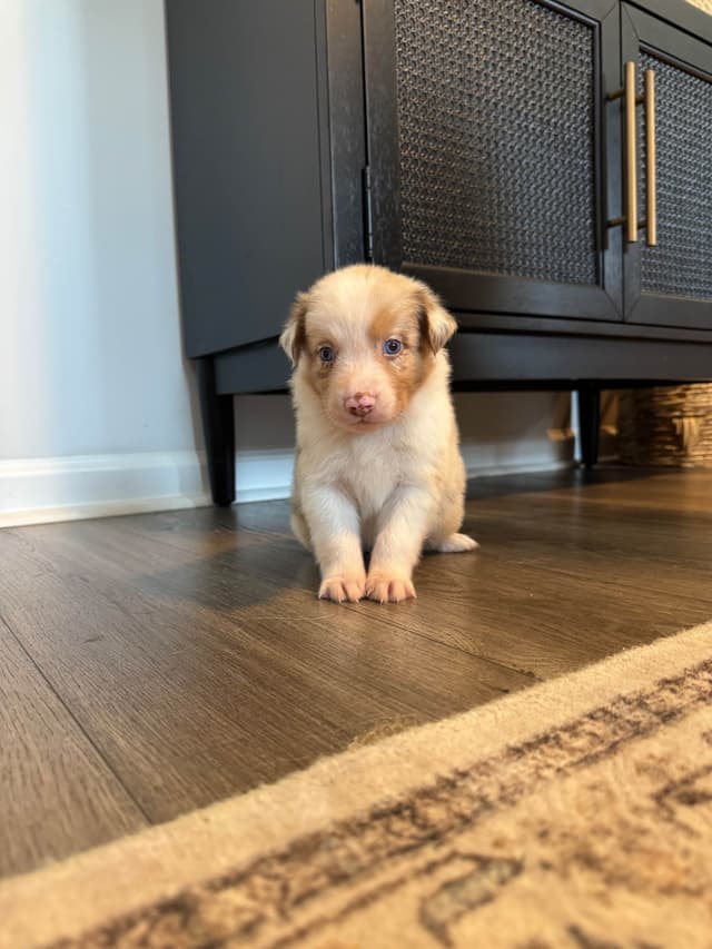 Australian Shepherd Puppies media 6