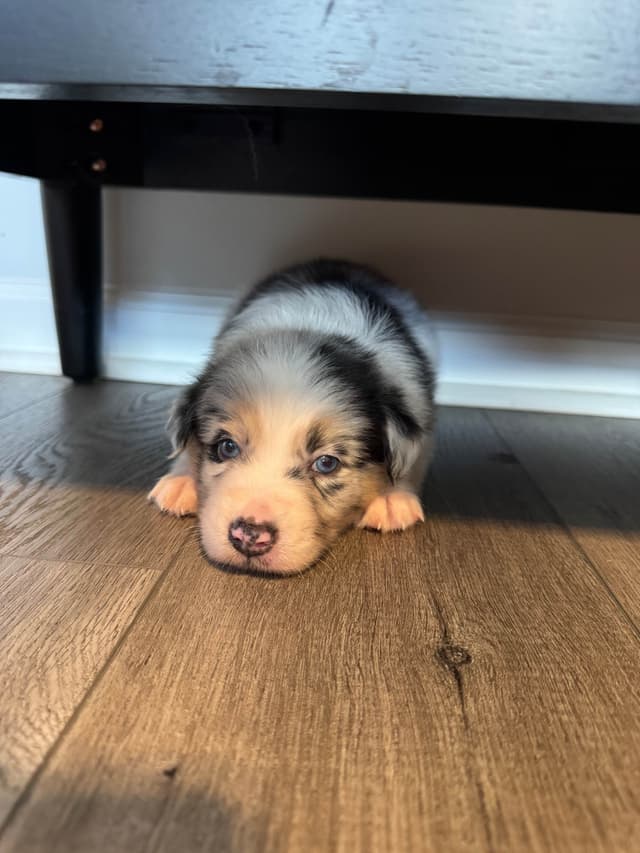 Australian Shepherd Puppies media 4