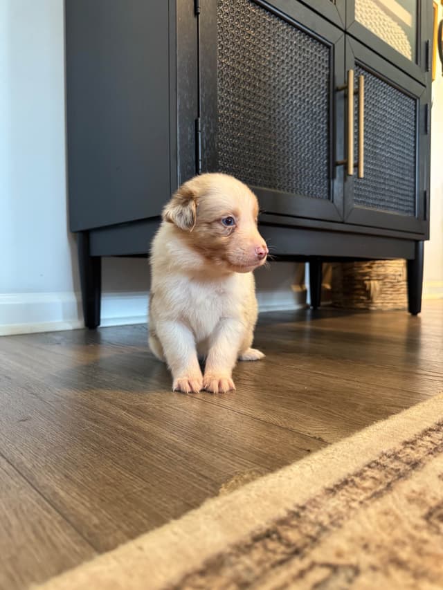Australian Shepherd Puppies media 23