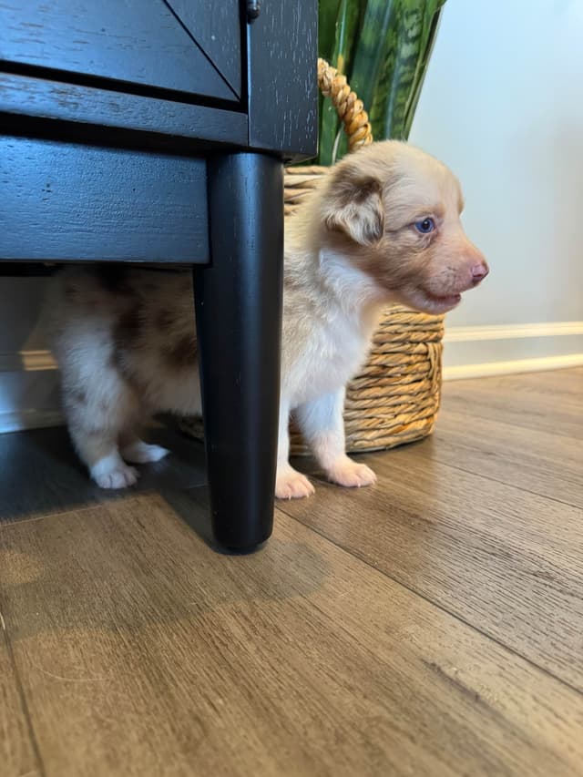 Australian Shepherd Puppies media 8