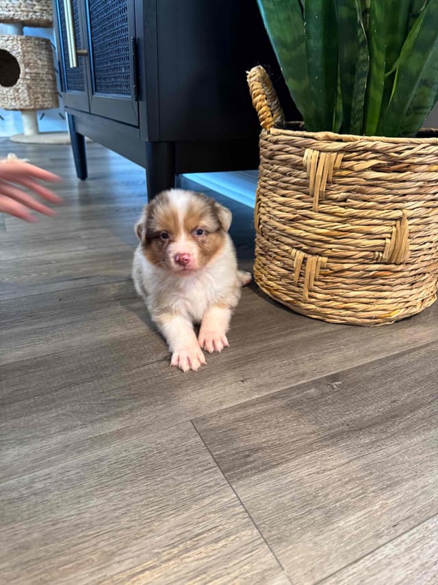 Australian Shepherd Puppies media 15