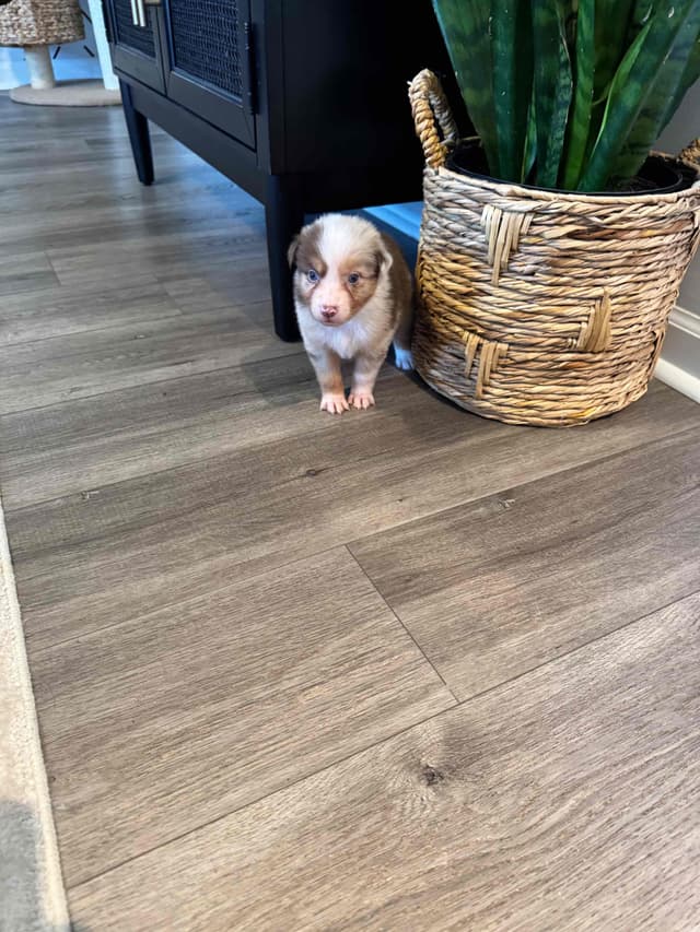Australian Shepherd Puppies media 9