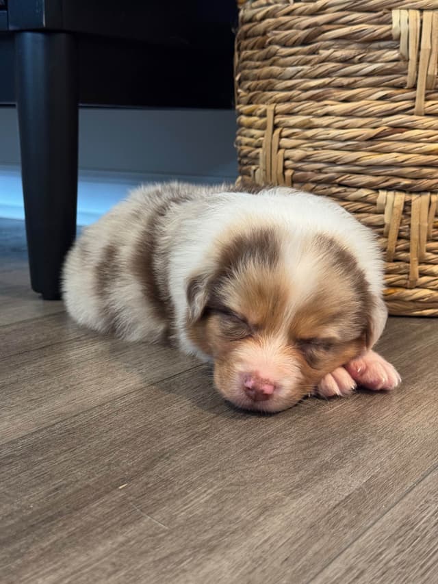 Australian Shepherd Puppies media 14