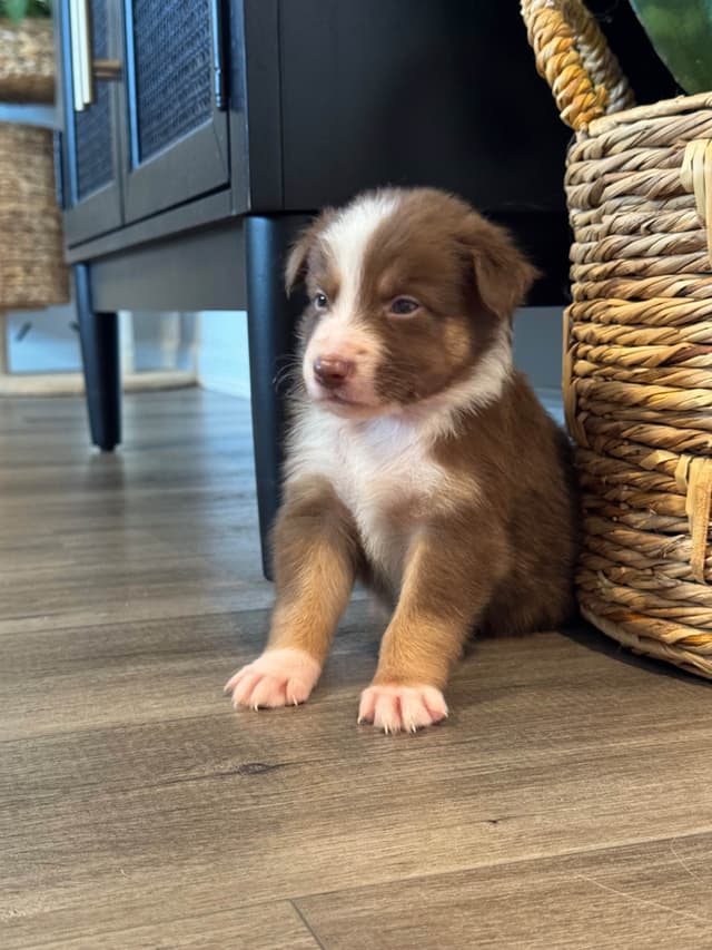Australian Shepherd Puppies media 12