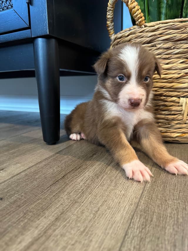 Australian Shepherd Puppies media 20