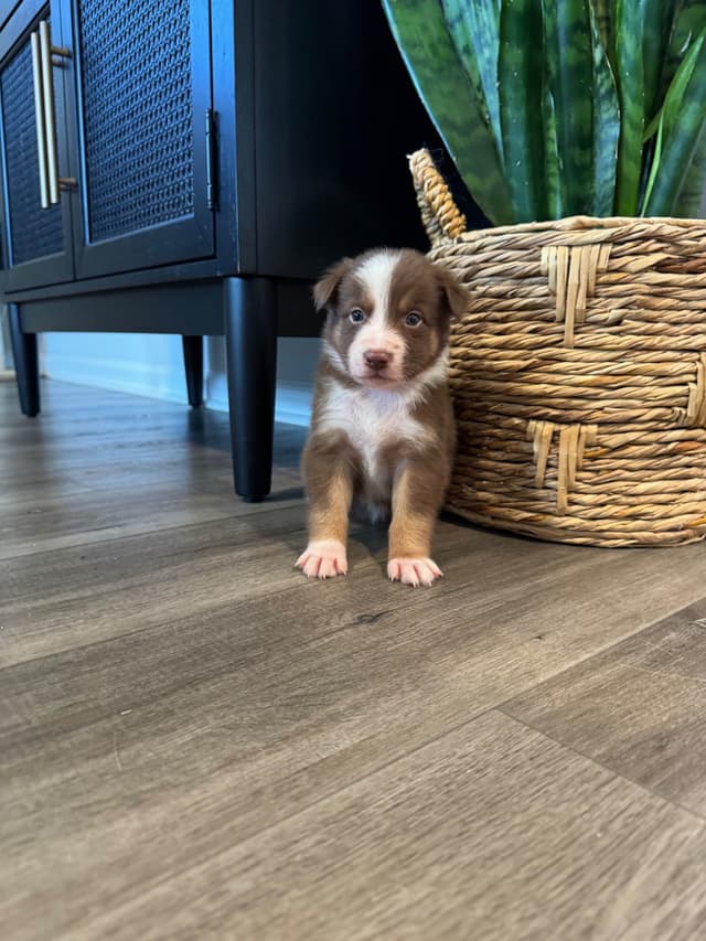Australian Shepherd Puppies media 16
