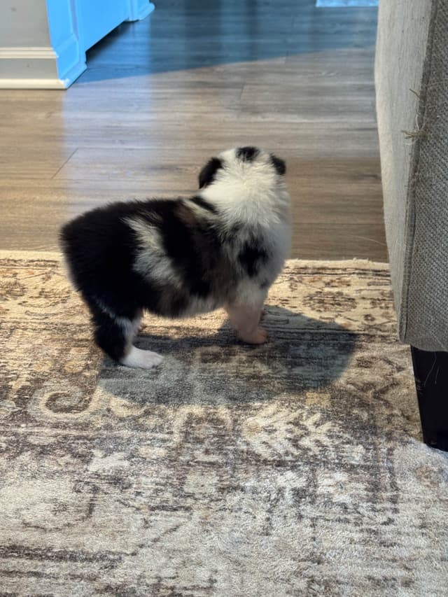 Australian Shepherd Puppies media 13